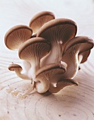 Oyster mushrooms