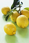 Lemons with leaves