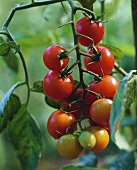 Tomaten an der Pflanze