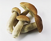 Four ceps