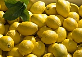 Zitronen Primofiori (Citrus limon)