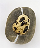 Quail's egg on stone