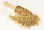 Barley grains on wooden scoop (Hordeum vulgare)