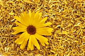 Marigold, dried and a fresh flower