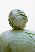 Baby white cabbage on a full-sized cabbage