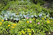 Kleiner Bauerngarten mit Blumen, Kräutern und Gemüse