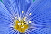 Flax flower, close-up