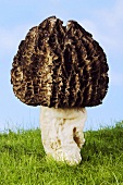 A morel in grass