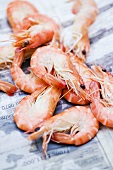Fresh shrimps on newspaper