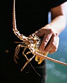Freshly caught spiny lobster