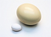 Ostrich egg and hen's egg