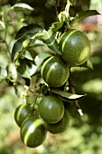 Green passion fruits on the tree