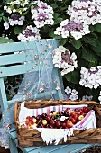 Basket of cherries on chair under flowering shrub