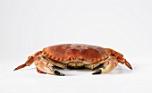 Crab