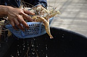 Two hands fishing shrimps out of water