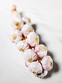 A garlic braid on white background
