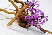 Pelargonium sidoides (Umckaloabo, root and flower)