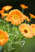Marigolds in a vase