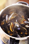 Cooked mussels in pan