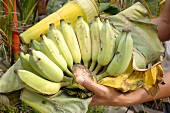 Hands holding freshly picked bananas