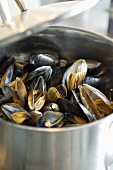 Mussels in a pan