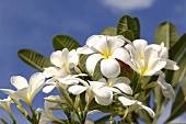 Frangipani flower (also known as Temple Tree and Pagoda Tree)