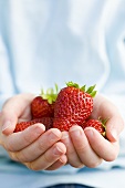 Zwei Hände halten frische Erdbeeren