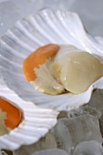 An opened scallop
