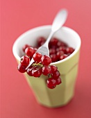 A beaker of fresh redcurrants with fork