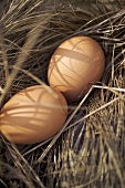 Two brown eggs in straw nest