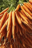 Bunches of fresh carrots