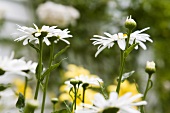 Marguerites