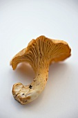 A Chanterelle Mushroom