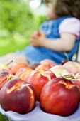 Assorted fruit on a garden bench