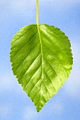 A birch leaf