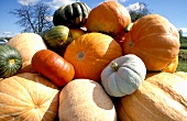 An assortment of pumpkins