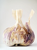 A dried garlic bulb