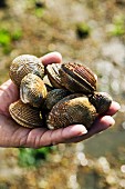 Raw clams in someone's hand