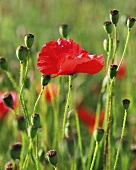 Poppies in a field