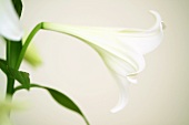 Eine weiße Lilienblüte