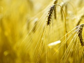 Two ears of barley in the field