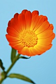A marigold (Calendula officinalis)