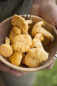 Hands holding fresh chanterelles in wooden bowl