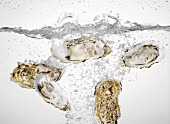 Oysters falling into water