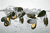 Mussels in boiling water