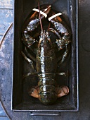 Fresh lobster in loaf tin