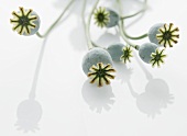 Poppy seed capsules