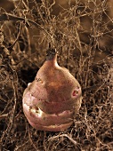 Jerusalem artichoke on a tangle of roots