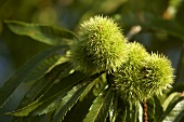 Sweet chestnuts on the branch