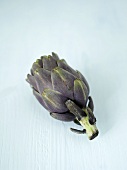 A purple artichoke